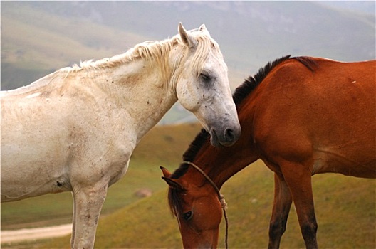 两个,马,白色,褐色