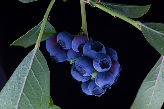 蓝莓果实