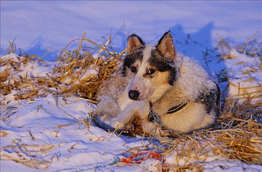 哈士奇犬,马具,躺着,稻草,雪地