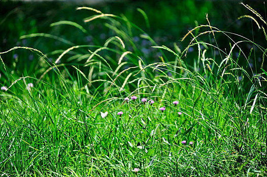 夏季里田野中生机盎然的披碱草和野花