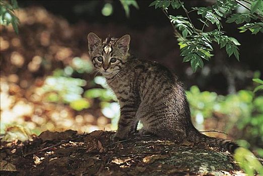 欧洲,野生猫科动物,小动物,哺乳动物,巴伐利亚森林国家公园,德国,动物