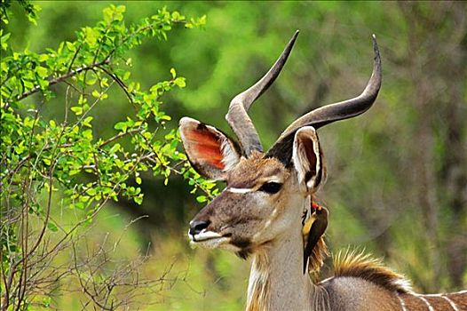 颈部,捻角羚,大捻角羚,克鲁格国家公园,普玛兰加省,南非