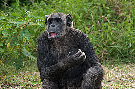 黑猩猩,类人猿,嘴唇,肯尼亚