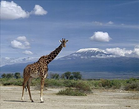 马赛长颈鹿,站立,高,正面,乞力马扎罗山,脚,长颈鹿,最高,哺乳动物,雪山