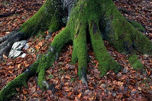 苔藓密布,根部,欧洲山毛榉,树,奥地利
