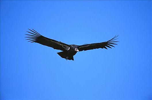 加州秃鹰,飞,山,国家野生动植物保护区,加利福尼亚