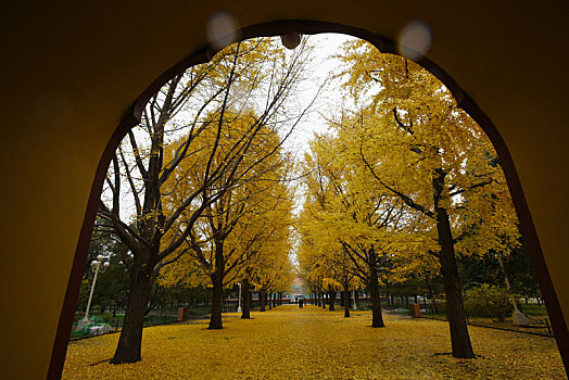 北京中山公园遍地金黄银杏叶妆点水榭亭台,红墙碧瓦