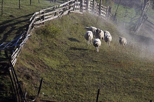 绵羊,白色,喀尔巴阡山脉地区,防护,风景,区域,捷克共和国,欧洲