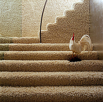 楼梯,遮盖,毛织品,地毯,家,鸡肉,美洲,猎禽