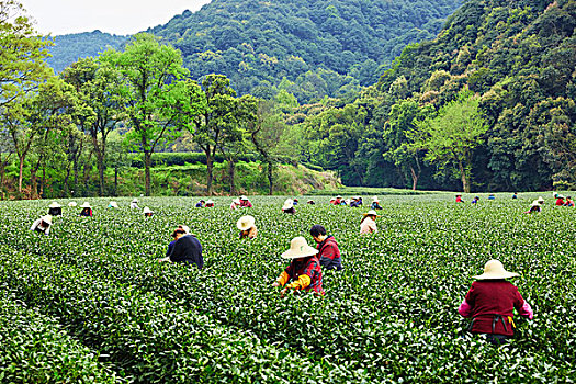 杭州梅家坞茶园采茶