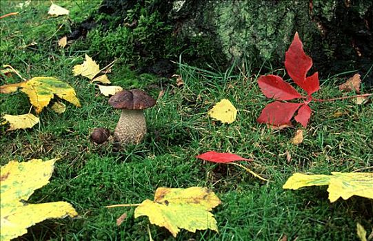 褐色,桦树,牛肝菌,秋叶,北莱茵威斯特伐利亚,德国