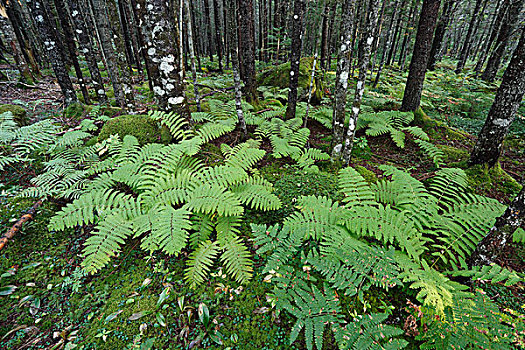 桂皮,蕨类,多,树林,新斯科舍省,加拿大