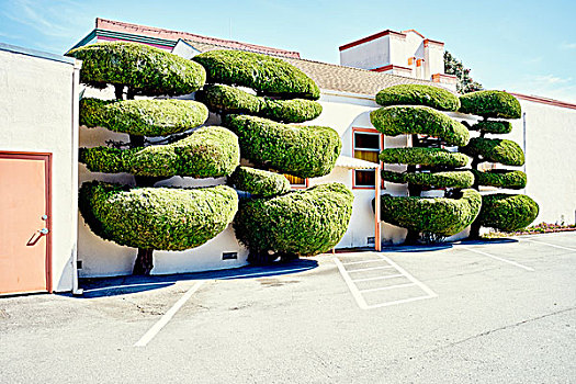 四个,形状,树,停车场