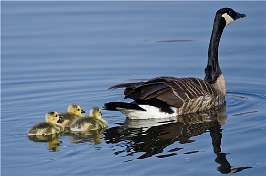 三个,可爱,小,小鹅,游泳,后面,妈妈