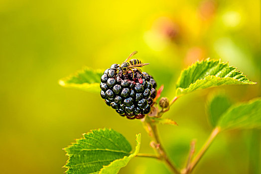 黑莓,黄蜂
