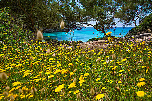 米诺卡岛,青绿色,地中海,春天,黄色,雏菊,花