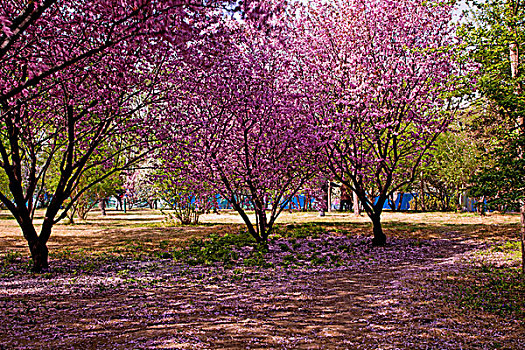 两颗盛开的樱花和满地的粉色樱花花瓣