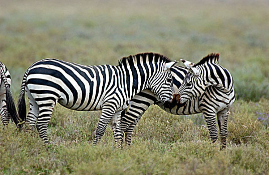 斑马,吻,东非,坦桑尼亚,恩戈罗恩戈罗火山口