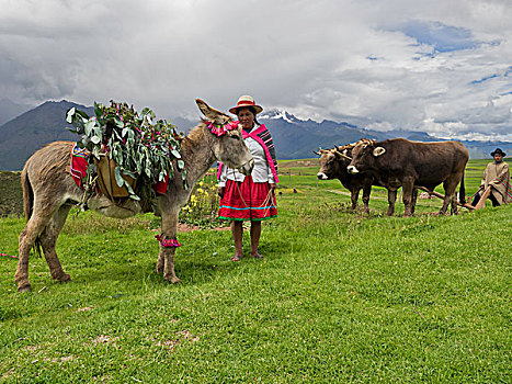 盖丘亚族,女人,装饰,驴,农民,牛