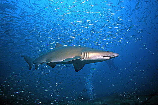 虎鲨,沙鲨属,正面,鱼群,北卡罗来纳,美国,北美