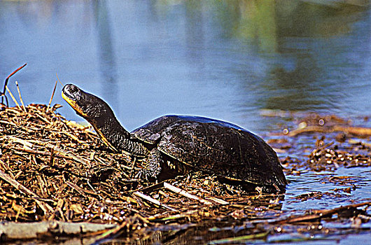 龟,濒危,劳伦斯河,安大略省,加拿大