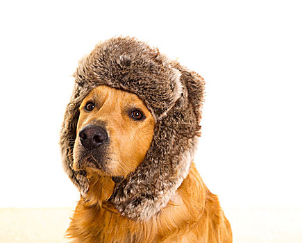 猎犬,狗,有趣,冬天,毛皮,帽,头像