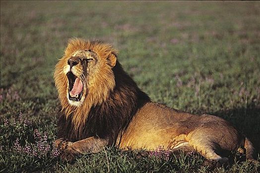 哈欠,狮子,坐,早晨,亮光,雄性,哺乳动物,马赛马拉,肯尼亚,非洲,猫科动物,动物