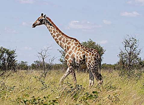 非洲,纳米比亚,埃托沙国家公园,长颈鹿,走,草,年轻,画廊
