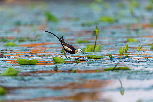 行走及觅食于芡实田沼等淡水湖沼泽湿地中浮叶植物上的水雉鸟