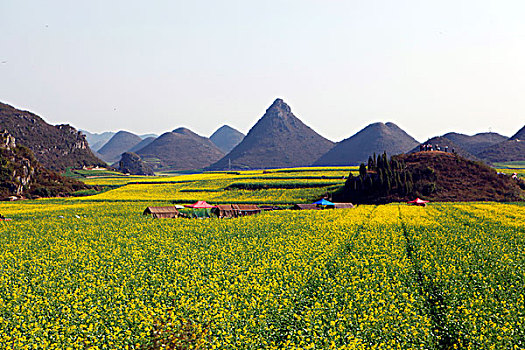 云南罗平油菜花