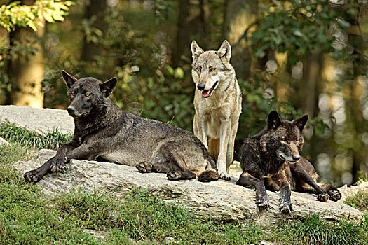 东方,加拿大,狼,红色,非洲野犬属,成年,美洲,栖息地