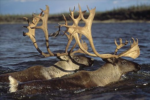 北美驯鹿,驯鹿属,一对,游泳,河,迁徙,阿拉斯加