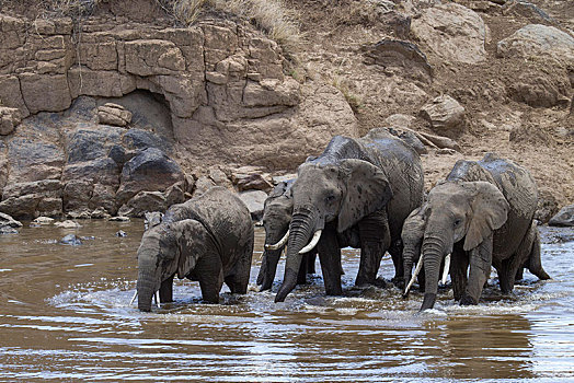 牧群,大象,非洲象,喝,马拉河,马赛马拉,国家,肯尼亚,非洲