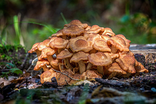 蘑菇,秋日树林,匈牙利