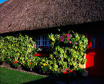 爱尔兰,茅草屋顶,屋舍