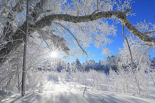 雪岭雾凇景观