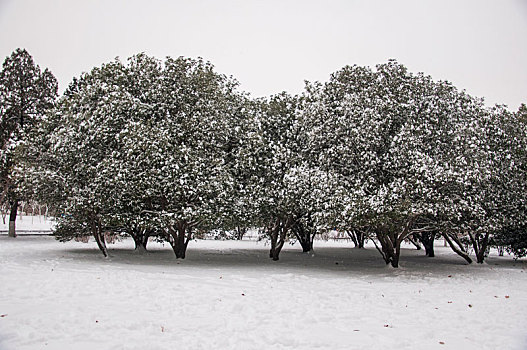 雪中密集的树木