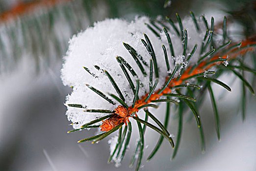 枝条,冬天,云杉,遮盖,绒毛状,雪