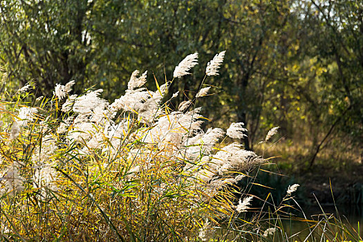 湿地芦苇荡芦苇花