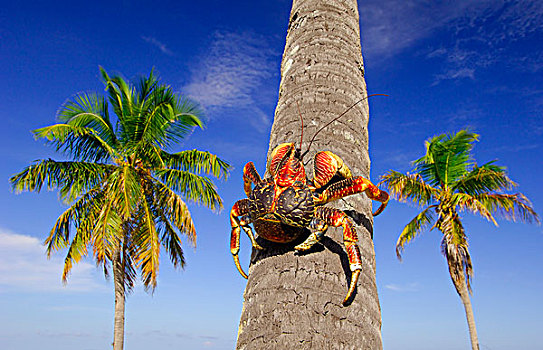 椰树,螃蟹,椰子蟹,攀登,手掌,树干,塞舌尔