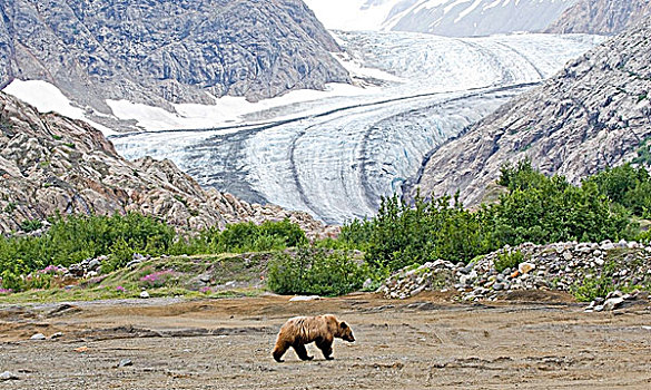 女青年,大灰熊,棕熊,走,河,冰河,海岸山脉,不列颠哥伦比亚省,加拿大