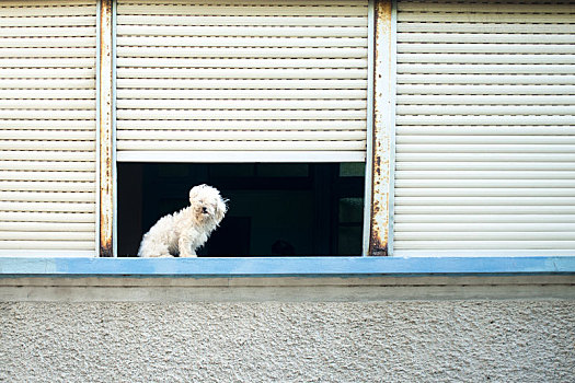 狗,坐,窗户