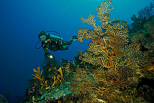 水中呼吸器,潜水,加勒比,珊瑚,礁石,水,海洋,科苏梅尔,墨西哥