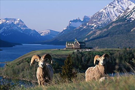 大角羊,威尔士王子酒店,瓦特顿湖,国家公园,艾伯塔省,加拿大