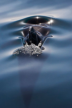 科特兹海,墨西哥,大吻巨头鲸,表面,空气,平滑,水