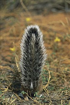 条纹,地松鼠,尾部,荫凉,卡拉哈迪大羚羊国家公园,南非