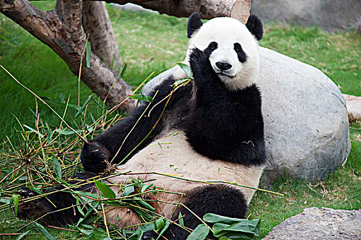 大熊猫,探险,海洋公园,香港
