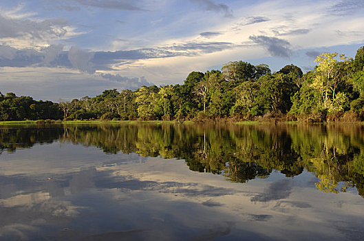 秘鲁,亚马逊河,靠近,伊基托斯,小,支流,雨林,反射
