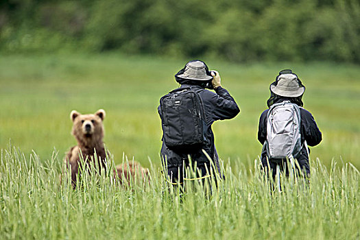 北美,美国,阿拉斯加,卡特麦国家公园,湾,棕熊,旅游,摄影师