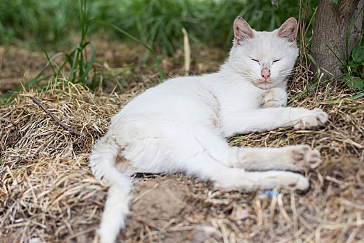 猫流浪猫大白猫懒猫